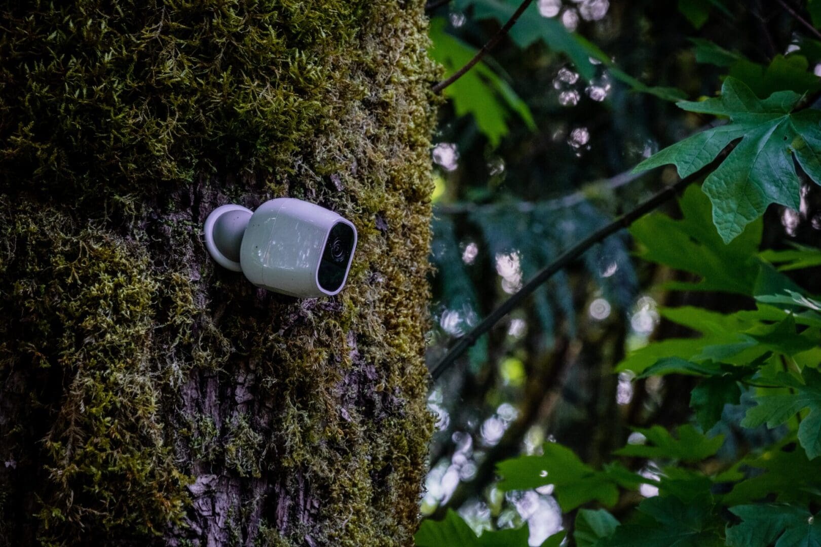 A camera mounted to the side of a tree.